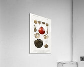 Different types of mollusks Acrylic Print