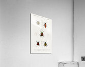 Different types of mollusks Acrylic Print