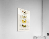 Different types of mollusks Acrylic Print