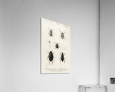 Different types of beetles Acrylic Print