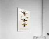 Different types of insects Acrylic Print