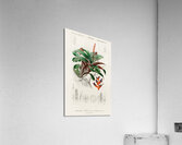 Bromeliad Aechmea discolor Acrylic Print