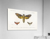 Collection of moths Acrylic Print
