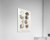 Different types of mollusks Acrylic Print