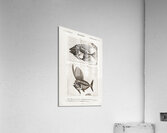 Ray-finned fish Acanthonemus and Semiophorus Acrylic Print