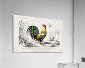 ictionnaire Universel D histoire Naturelle D Orbi 1694477606.4411 Acrylic Print