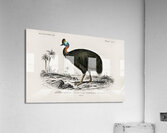 Casoar à casque bird Acrylic Print