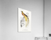 Different types of spiders Acrylic Print