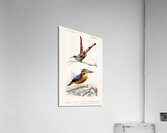Different types of birds Acrylic Print