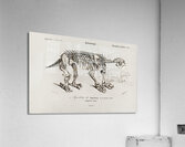 Megatherium Acrylic Print
