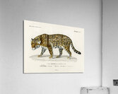 Jaguar Panthera Onca Acrylic Print