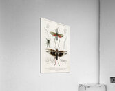 Different types of bugs Acrylic Print