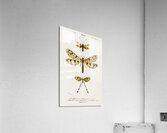 Collection of insects Acrylic Print