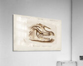 Odd-toed ungulate Palaeotherium Acrylic Print