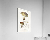 Mushroom Boletus circinans Acrylic Print