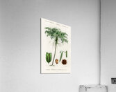 Trichipteris excelsa Acrylic Print