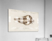 Odd-toed unlate Palaeotherium Acrylic Print