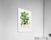 Hummingbird fuchsia Fuchsia gracilis Acrylic Print