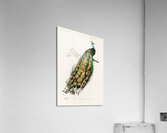 Indian peafowl bird Acrylic Print
