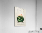 Starry Ball Mammillaria elephantidens Acrylic Print