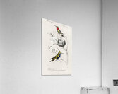 Different types of birds Acrylic Print