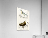 Different types of birds Acrylic Print