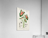 Elephant ear Caladium bicolor Acrylic Print