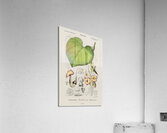 Pipevine Acrylic Print