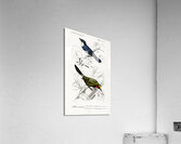 Different types of birds Acrylic Print