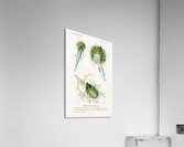 Gasterosteus Aculeatus Acrylic Print