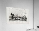 Balaena mysticetus Bowhead whale Acrylic Print