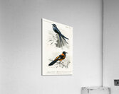 Different types of birds Acrylic Print