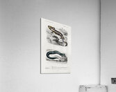 Mudpuppy Menabranchus lateralis and Greater siren Siren lacertina Acrylic Print