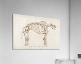 Mudpuppy Menabranchus lateralis and Greater siren Siren lacertina Acrylic Print