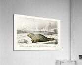 Phoca Acrylic Print