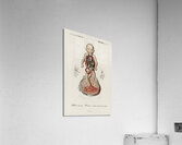 Circulation of the blood In a fetus Acrylic Print