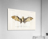 Bat Roufsette Acrylic Print