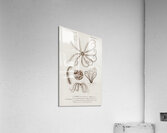 Comatula Mediterranea Acrylic Print