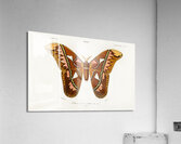 Attacus Atlas Moth Attacus Aurora Acrylic Print