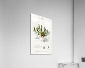 Carrion-flower Stapelia variegata Acrylic Print