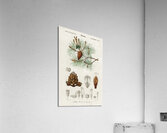 Martime pine Pinus maritima Acrylic Print