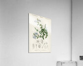 Plumbago Capensis Acrylic Print