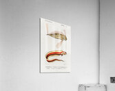 Different types of fishes Acrylic Print