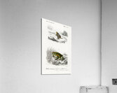 Oval frog Engystoma ovale and Green toad Bufo viridis Acrylic Print