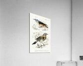 Different types of birds Acrylic Print