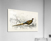 Ring-neckrd pheasant Phasianus colchicus Acrylic Print