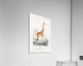 Vintage giraffe poster Acrylic Print