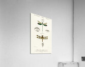Different types of dragonflies Acrylic Print