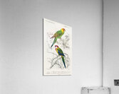 Different types of birds Acrylic Print