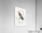 Different types of birds Acrylic Print